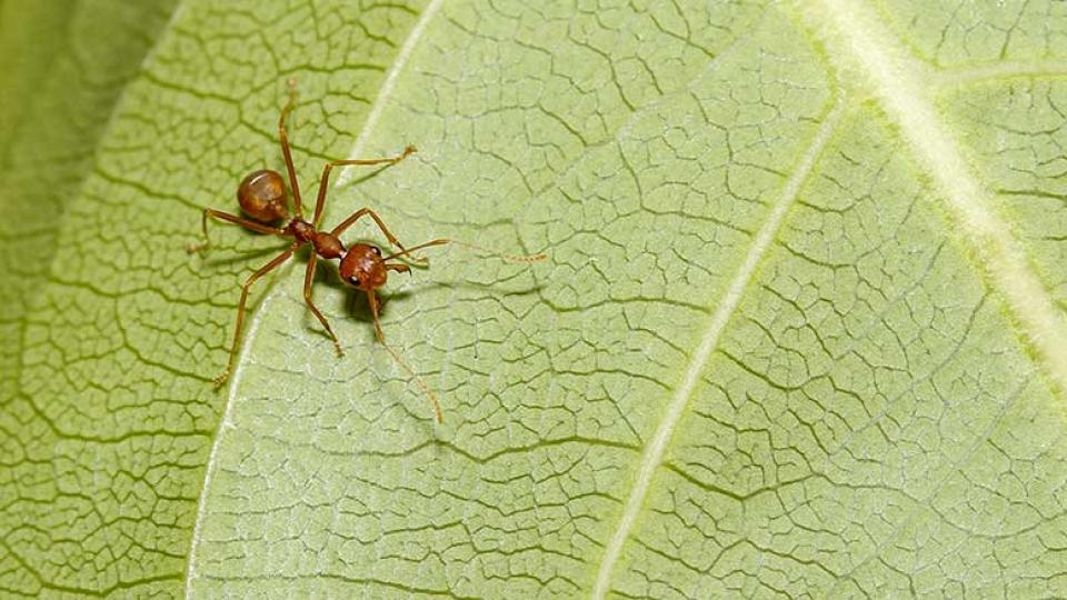 Πώς να διώξετε μικρά ζώα από τον κήπο σας