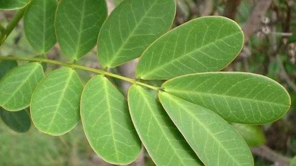 Η κασσία η Αλεξανδρινή, ένα φυσικό καθαρτικό