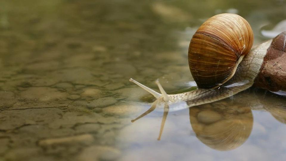 Η βλεννίνη σαλιγκαριού στην περιποίησης δέρματος: Ποια είναι τα οφέλη;