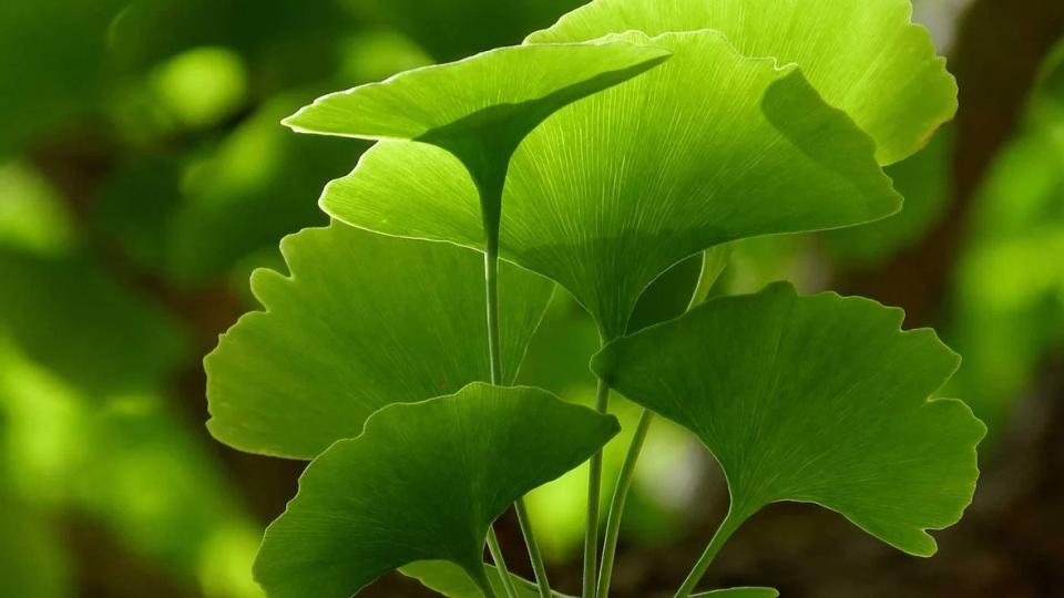 GINKGO BILOBA, ΟΦΕΛΗ, ΑΣΦΑΛΕΙΑ ΚΑΙ ΔΟΣΟΛΟΓΙΑ