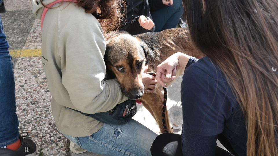 14η Ημέρα Υιοθεσίας των Pet City, μια σπουδαία δράση