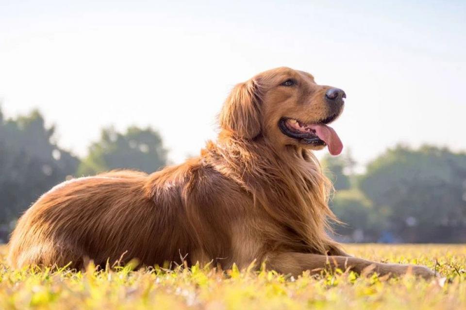 Golden Retriever: Η ράτσα που υπόσχεται την θεραπεία του ανθρώπινου καρκίνου